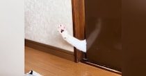 飼い主さんがいる部屋に入りたい『甘えん坊の猫』→ドアが閉まっていると…可愛すぎる瞬間が26万再生「ハイタッチしたい」「びよ〜んってｗ」
