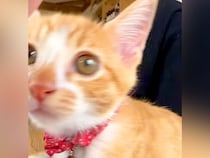 甘えてくる子猫をスマートフォンで撮影→顔を近づけてきて…あまりにも『最高な光景』が46万再生「可愛すぎて涙出てきた」「口から心臓出た」