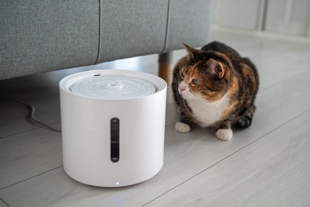 自動給水器を見つめる猫