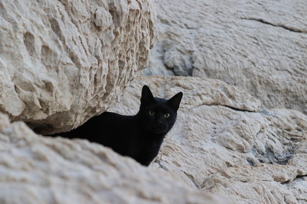 岩にたたずむ黒猫