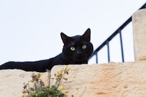 巨石遺跡ストーンヘンジで観客へ「舞台あいさつ」　瞬時に大スターになった黒猫　英国