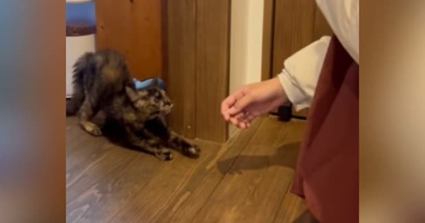 帰省してきた娘が『生後1か月ほどの保護子猫』と初めて対面した結果…まさかの展開に笑顔になる人続出「可愛すぎて笑った」「早いw」