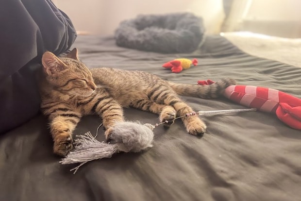 室内でリラックスするキジトラ猫