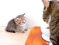 甘えん坊全開の子猫→家族のそばを離れなくて…悶絶級に『愛くるしい行動』が374万再生「ずーっと見てられる」「可愛すぎてどうにかなる」