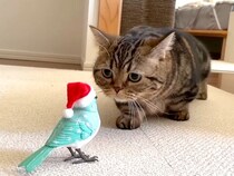 鳥を観察するのが好きな２匹の猫→“歌う鳥のおもちゃ”をあげてみた結果…『可愛すぎる反応』が115万再生「同じ反応なの草」「賢いなあ」
