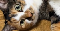 ひげが短い猫→なんでかなと思っていたら、『驚きの理由』が判明して…まさかの光景が26万再生「朝から爆笑した」「初めて見た」