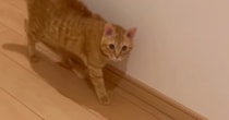 廊下にいた『2匹の茶トラ猫』→なぜか『しっぽの毛』が……思わず笑ってしまう『予想外の光景』に「ブワッｗ」「かわいい～ｗ」と反響