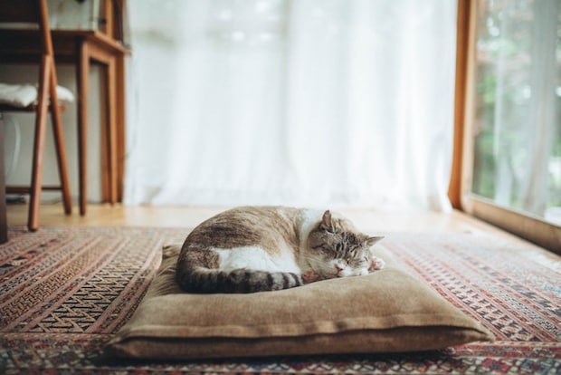 座布団で寝る猫