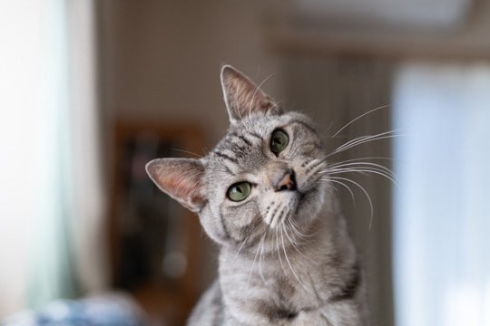 猫が『舌打ち』に反応を示す理由3つ 実は特別な意味があった?注意点も解説