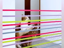 ７匹の猫の『ジャンプ力』を検証→テープを張ってみた結果…"想像以上の展開"に爆笑の声「楽しすぎるｗ」「個性が出てるねｗ」と48万再生