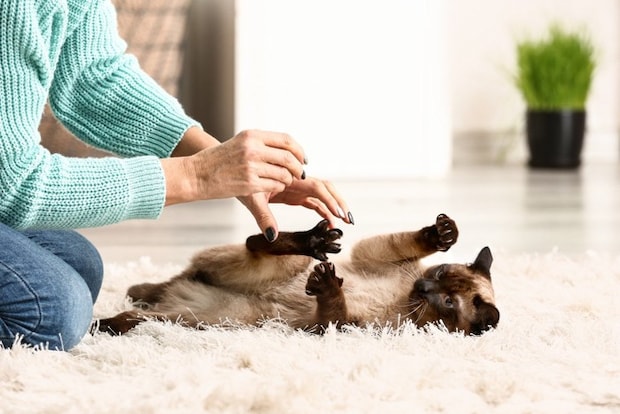 猫と遊ぶ女性の手