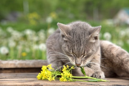 猫に与えるのは避けるべき『春の食べ物』4選　起こりうる健康リスクや注意点を解説