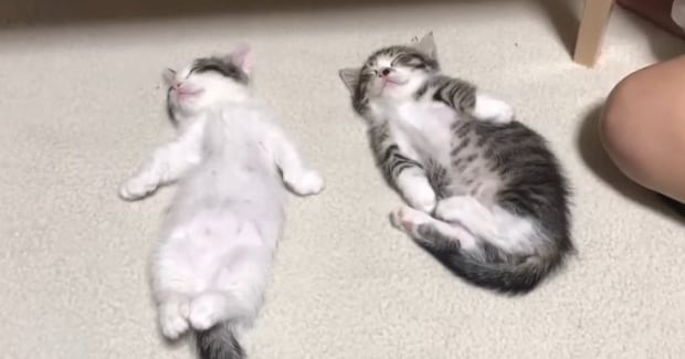 へそ天をする2匹の子猫→触ってみると…涙が出るほど『可愛い光景』が48万再生「完全に人間ｗ」「ニヤニヤが止まらん」と笑顔になる人続出