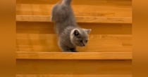 初めての階段で一段一段『慎重におりる子猫』→成猫になった現在…成長を感じるビフォーアフターに「たまらん」「こなれ感あるねｗ」と反響