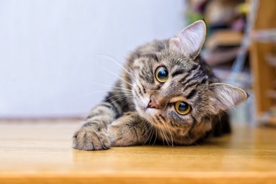猫の生き様が教えてくれる『人生訓』3つ 私たち人間が心がけたいこととは