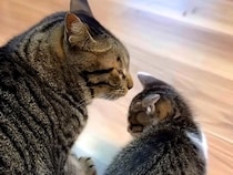 鉄工所で保護された赤ちゃん猫→先住猫が可愛がってくれて…宝物のような『愛おしい日常』が11万再生「幸せだね」「優しいお兄ちゃんたち」