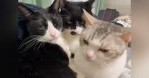 一か所に集まる猫たち→大好きなママに撫でられると…素敵な『お返し』に「羨ましすぎるーーｗ」「優しい猫ちゃんたち」と24万表示