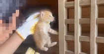 祠の中から"助けを求めるように鳴いていた子猫たち"→保護して1年…涙あふれる『現在の様子』が23万再生「感動で泣けてきた」「素敵」