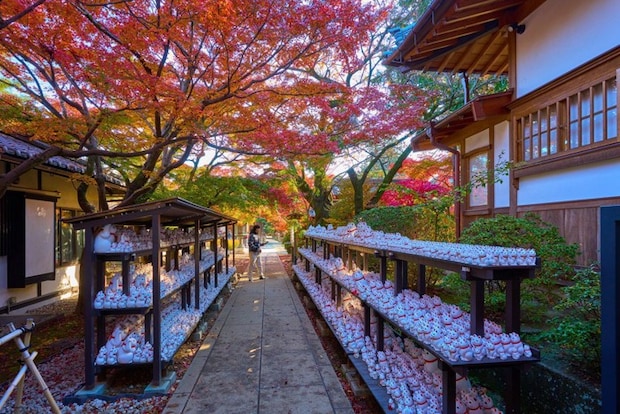 仰向けで寝る猫