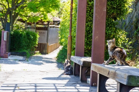 猫との結びつきがある『パワースポット』3選　福を招くかも？歴史や見どころもご紹介