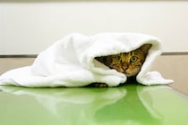 『動物病院が苦手な猫』のために飼い主ができること3つ　嫌がる理由や克服するメリットまで