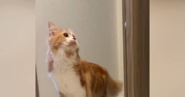 短時間の外出中、家にいた『猫の様子』を見てみると…泣けるほど愛おしい瞬間が308万再生「赤ちゃんと一緒ｗ」「抱きしめたい」と大反響