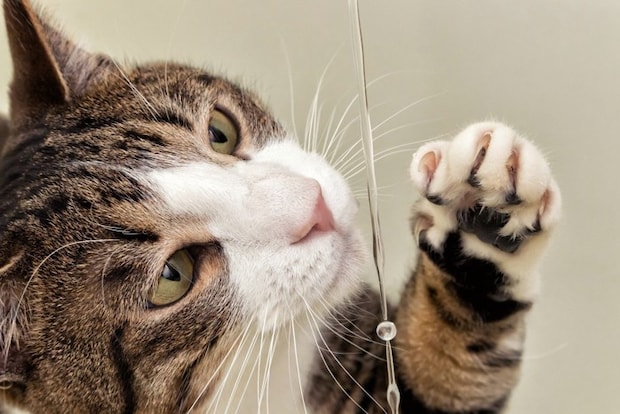 水が気になる猫