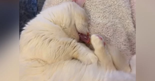 スヤスヤと眠っていた猫→『口元』を見てみたら…まさかの光景に驚きが隠せないと384万再生「何かと思ったらｗ」「ヒヤヒヤしたｗ」