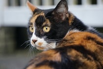 猫を『追いかけると逃げていく』理由3つ　怖がられているの？適切な接し方まで