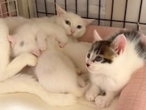 ひとりぼっちで保護された子猫→猫の親子と交流が始まり…涙が出るほど『あたたかい光景』に反響「胸がじーんと」「受け入れてる感じで泣ける」