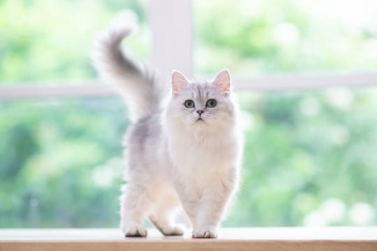 猫が『しっぽを振る』ときの気持ち4選　振り方から感情が読み取れる？