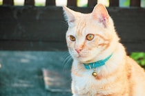 猫に『首輪』を付けたほうがいい理由3つ　万が一に備えた必要性から注意点まで