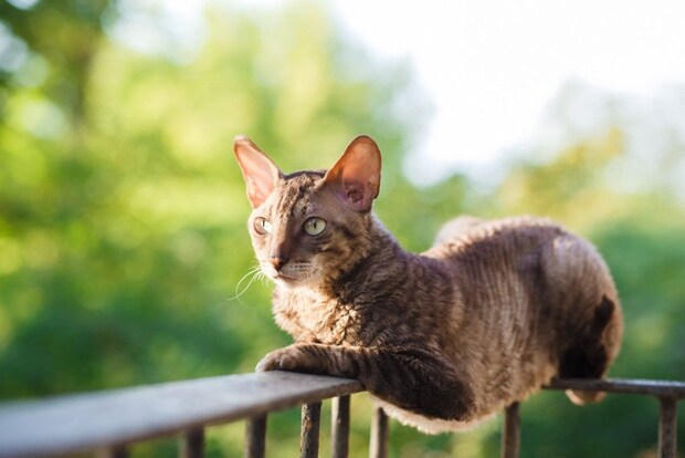 ベランダの手すりに乗る猫