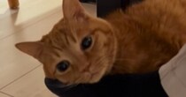お父さんが出張から帰ってきた結果→『猫』が……尊すぎる光景に笑顔になる人続出「幸せそうｗ」「本当に大好きなんだ」と20万再生