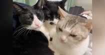 一か所に集まる猫たち→大好きなママに撫でられると…素敵な『お返し』に「羨ましすぎるーーｗ」「優しい猫ちゃんたち」と24万表示