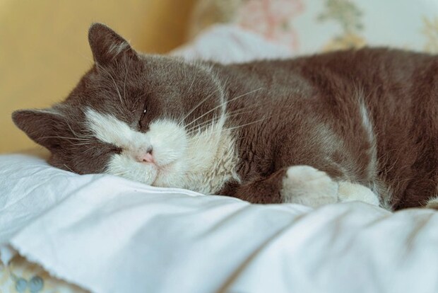 まったり眠る猫