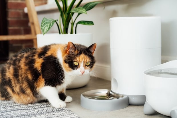 猫と自動給餌器