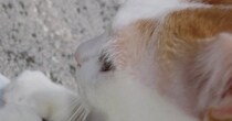 寒い冬、猫に『カイロ』を貸してあげた結果…おててを見ると→とんでもなく尊い『心温まる光景』に28万いいね「なんて愛しい」「涙が出た」