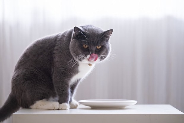 口のまわりを舐める猫