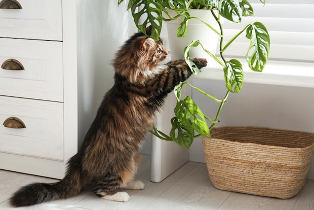 植物と猫