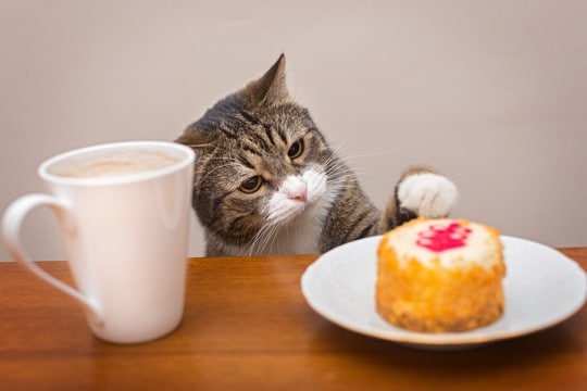 猫の命に関わる『口にすると危険な物』5つ　有毒となる原因や誤飲させない予防策