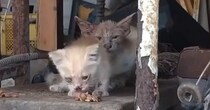 体格差のある『ボロボロの兄弟猫』→保護された結果…見違える『ビフォーアフター』に感動の声続出「すごい変化」「救われて良かった」