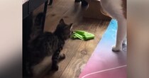新入りの『小さな子猫』と先住猫→初めての出会いから『３年』が経つと…素敵なビフォーアフターに癒される人続出「可愛いｗ」「仲がいいね」