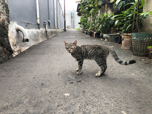 近所を出歩く猫