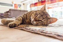 「愛猫が友達の輪を広げていく」　若者の“ひきこもり生活”を変えたコミュニティ　オーストラリア