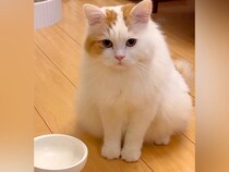 『お腹がすいた猫』→お皿の前でじっと飼い主さんのことを見つめて…『上品なアピール』に「健気すぎて」「奥ゆかしいおねだり」と称賛