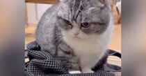 旅行の準備をしていると『リュックの上に乗ってきた猫』→触ろうとすると…かわいい反応が120万再生「漫画みたいｗ」「ダメみたいｗ」