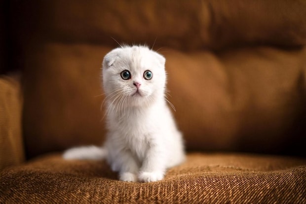 スコティッシュフォールドの子猫