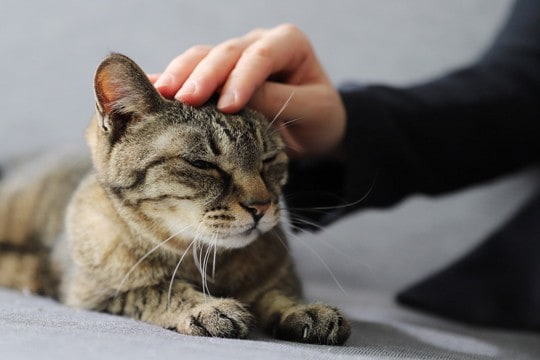 猫がストレスによって発症する『心の病気』3つ　主な症状や予防法、メンタルケアの方法まで