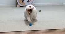 ボールを転がして遊ぶ猫→『右のおてて』を使ったときだけ…『独特な仕草』が可愛すぎると反響「プロボウラーで笑ったｗ」「何度でも見ちゃう」